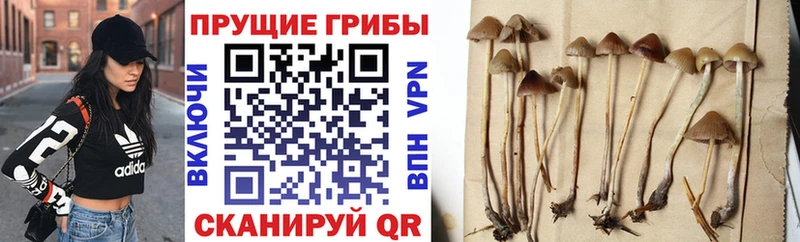 Галлюциногенные грибы ЛСД  Купить закладки  Армавир 